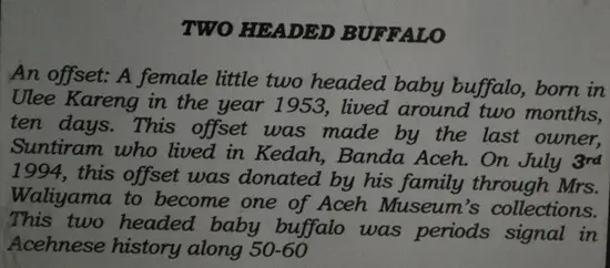Two Headed Buffalo Banda Aceh Description